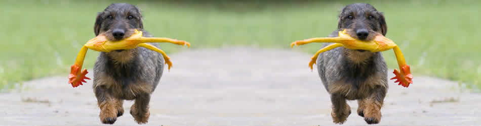 dog running with toy chicken